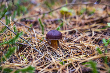 лесная поляна в хвойном лесу