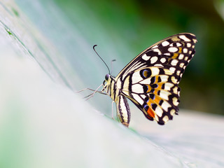 Fototapeta na wymiar Papilio demoleus