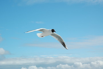seagull in the blue sky