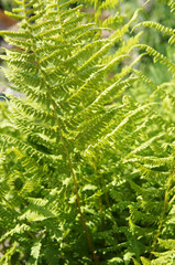 Naklejka na ściany i meble Phegopteris connectilis or long beech fern green plant