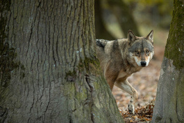 Fototapeta premium Grey wolf in the forest