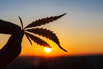 Cannabis leaf against sky. Hand holding marijuana leaf on background of sunset sky with sunlight....