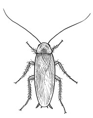 Cockroach illustration, drawing, engraving, ink, line art, vector