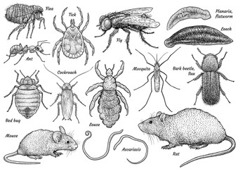 Pest animal collection, illustration, drawing, engraving, ink, line art, vector