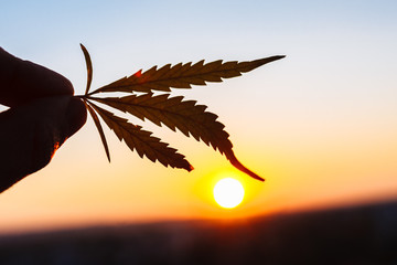 Silhouette leaf marijuana, cannabis plantation in sunlight. Beautiful background in warm shades of...