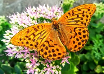 Butterfly on flower in an open environment
