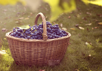 Fototapeta na wymiar Dark blue grapes in a basket in the autumn garden.