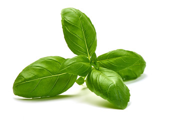 Sweet Green Basil Leaves Herb Spice, closeup, isolated on a white background.