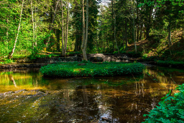 A beautiful small river in the wood