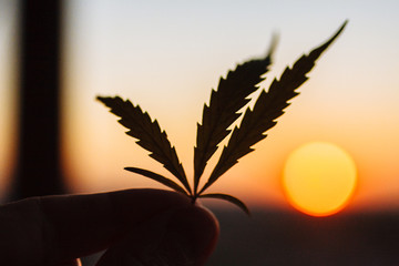 Leaf of cannabis in hand on setting sun on blurred background against sky. Marijuana on of sunset...