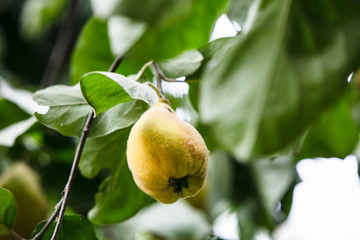 Einzelne Quitte am Baum