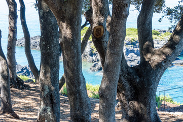 Naklejka premium Panoramic view of the Tyrrhenian coast of Basilicata near Maratea