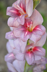 Fototapeta na wymiar gladiolus 10