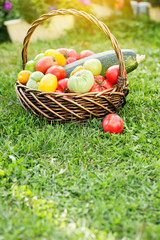 Vegetables in basket at the garden, outdoor
