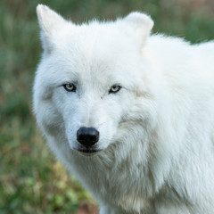 Artic Wolf in the forest