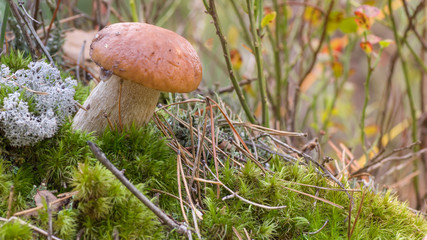 Wild forest mushrooms Boletus edulis that grow in the forest