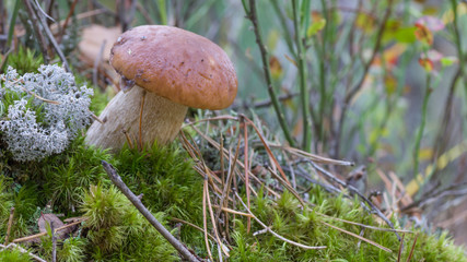 Wild forest mushrooms Boletus edulis that grow in the forest