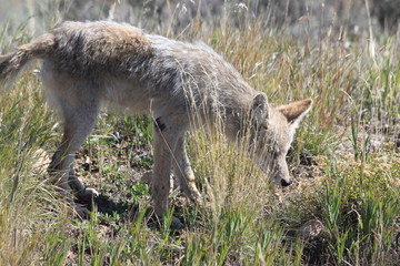Obraz premium Coyote