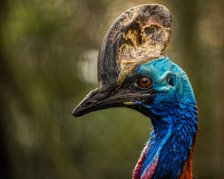 The southern cassowary is a large flightless black bird. It is found only in the tropical rainforests of north-east Queensland, Papua New Guinea and some surrounding islands.