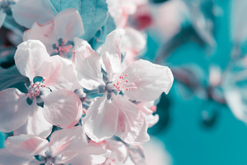 Branch with white blooming apple flowers