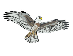 eagle