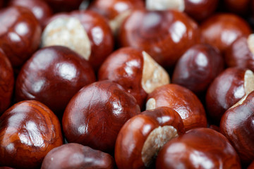 Ripe chestnuts background. Autumn decorations. Autumn concept.