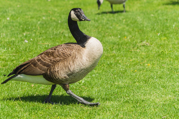 Duck on green grass