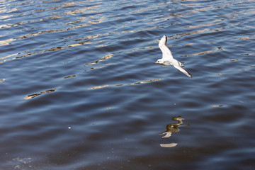 Larus canus. gray gull in flight.