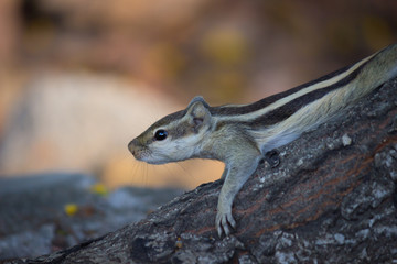 A Squirrel on the tree trunk looking curiously in its natural habitat with a nice soft green blurry background.