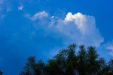 Fototapeta premium A tree seen with sky and clouds on a nice bright day