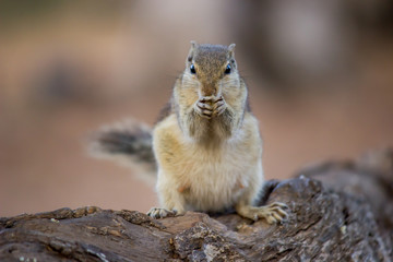A Squirrel on the tree trunk looking curiously in its natural habitat with a nice soft green blurry background.