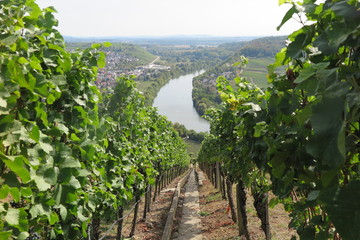 Weinwanderweg bei Mundelsheim, W&uuml;rttemberg