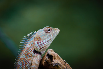 The Garden Lizard sitting on the flower plant on a beautiful spring morning in its natural habitat.