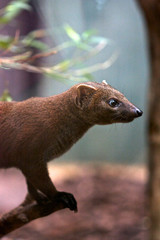 Animal in Zoo, Berlin