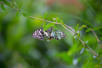 The Common Lime Butterfly sitting on the flower plants in its natural habitat with a nice soft blurry background.