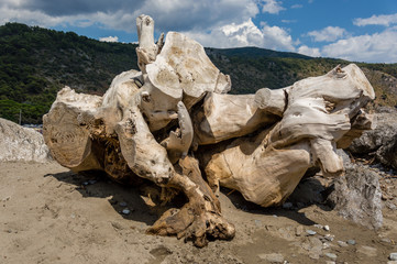 Maritime pine trunk leaning on a Cilento beach
