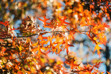 Reddish autumn leaves background