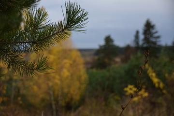 pine branch