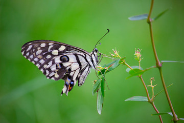 The Common Lime Butterfly sitting on the flower plants in its natural habitat with a nice soft blurry background.