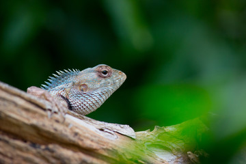 The Garden Lizard sitting on the flower plant on a beautiful spring morning in its natural habitat.