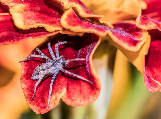 malutki pająk skakun na płatku pomarańczowego kwiatu aksamitki - obrazy, fototapety, plakaty