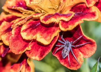 mały pająk w płatkach kwiatu © Henryk Niestrój