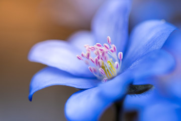 Closeup of a blue flower