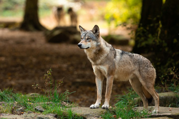 Fototapeta na wymiar Grey wolf in the forest