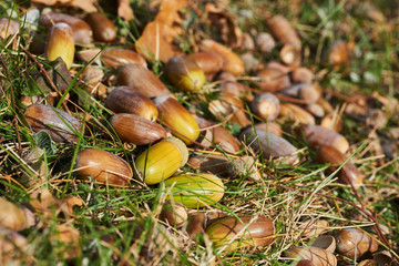 Fallen acorns and leaves. Autumn sign. Autumn time.
