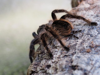 Brasilianische Vogelspinne - Lasiodora parahybana