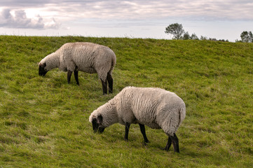 Obraz na płótnie Canvas Grasende Schafe auf einer Weide bei bewölktem Himmel