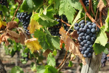 Weinreben bei Mundelsheim, Württemberg
