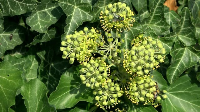Insekten an Efeublueten, Efeu, Hedera helix