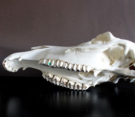 Horse skull photo. Horse teeth. Learning materials for veterinarians. 